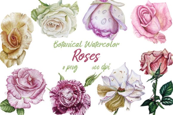 Botanical Watercolor Rose Clipart PNG