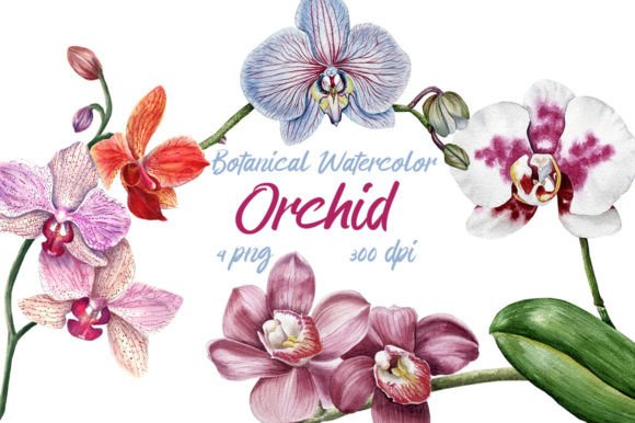 Choosing the Right Botanical Watercolor Clipart Orchid PNG for Professional Results